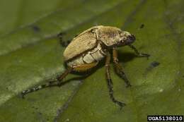 Image of Rose Chafer