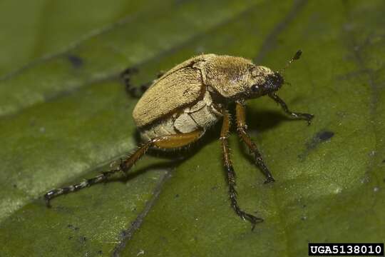 Image of Rose Chafer