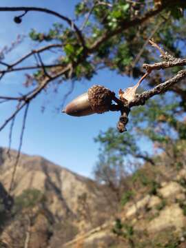 Imagem de Quercus jolonensis Sarg.