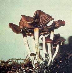 Psilocybe cyanescens Wakef. 1946的圖片