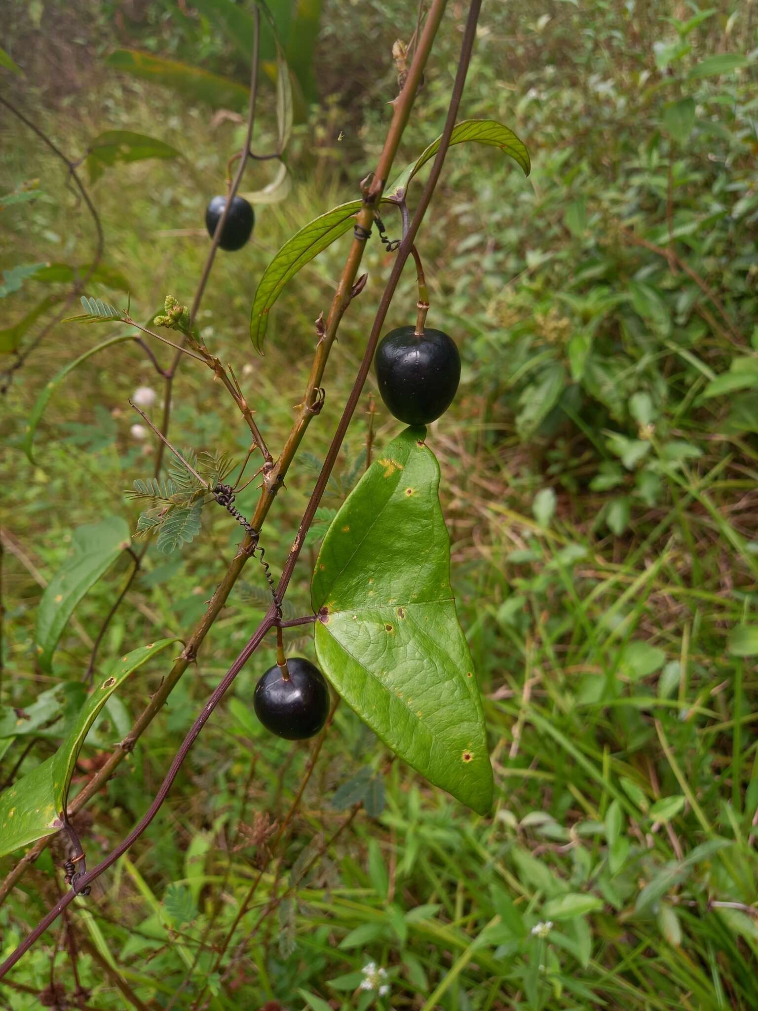 Passiflora vespertilio L.的圖片