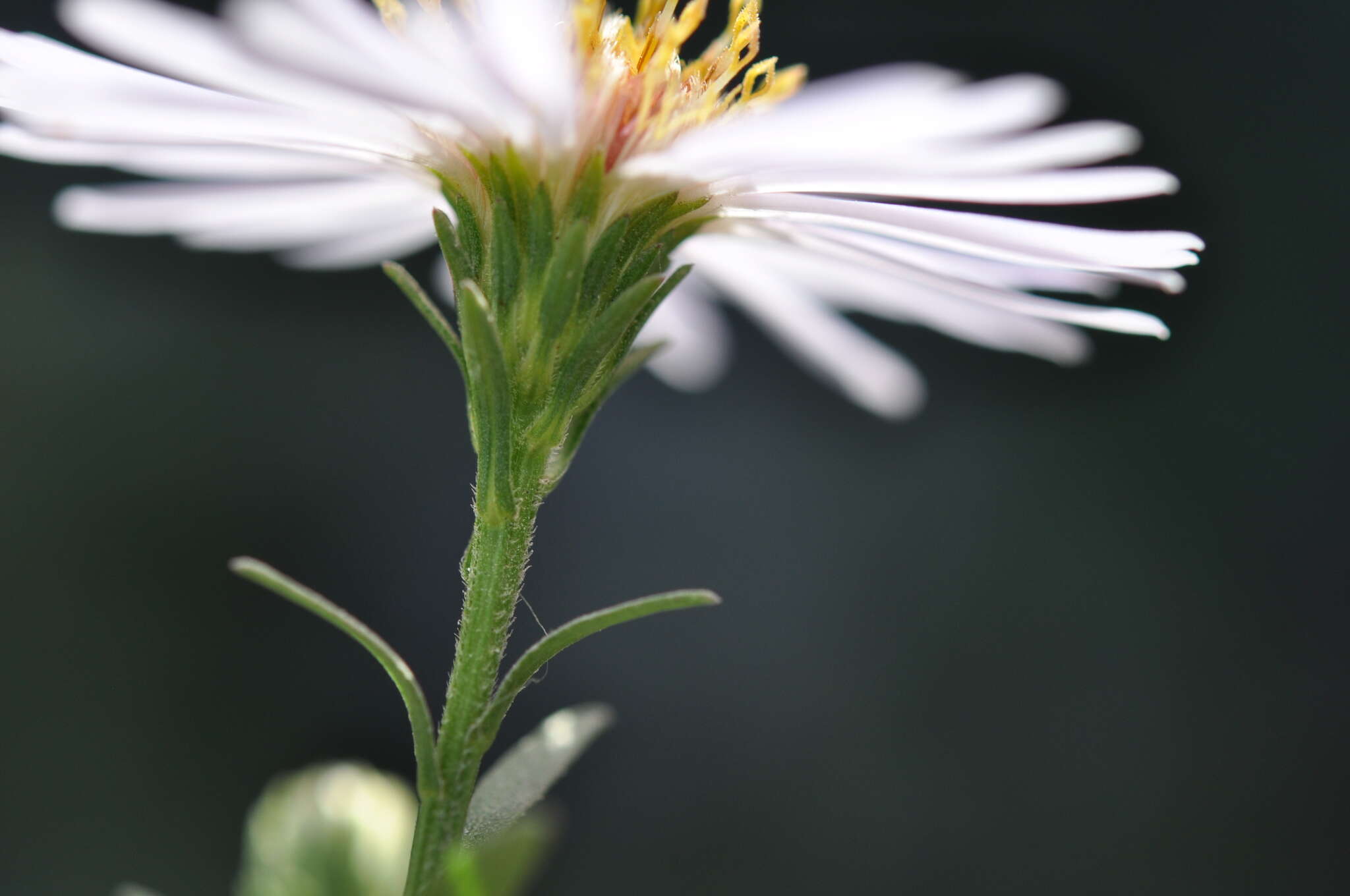 Image de Symphyotrichum salignum (Willd.) G. L. Nesom