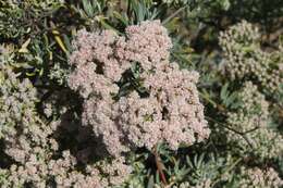 Image of Santa Cruz Island buckwheat