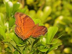 Image of Junonia hedonia Linnaeus 1764