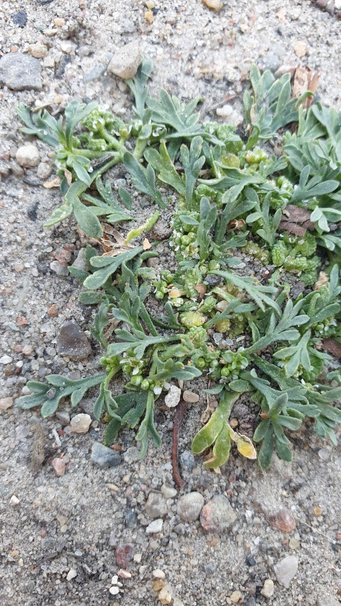 Image of Creeping Watercress