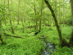 Image of European alder