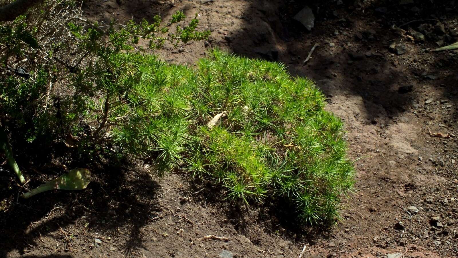 Plantago arborescens Poir. resmi