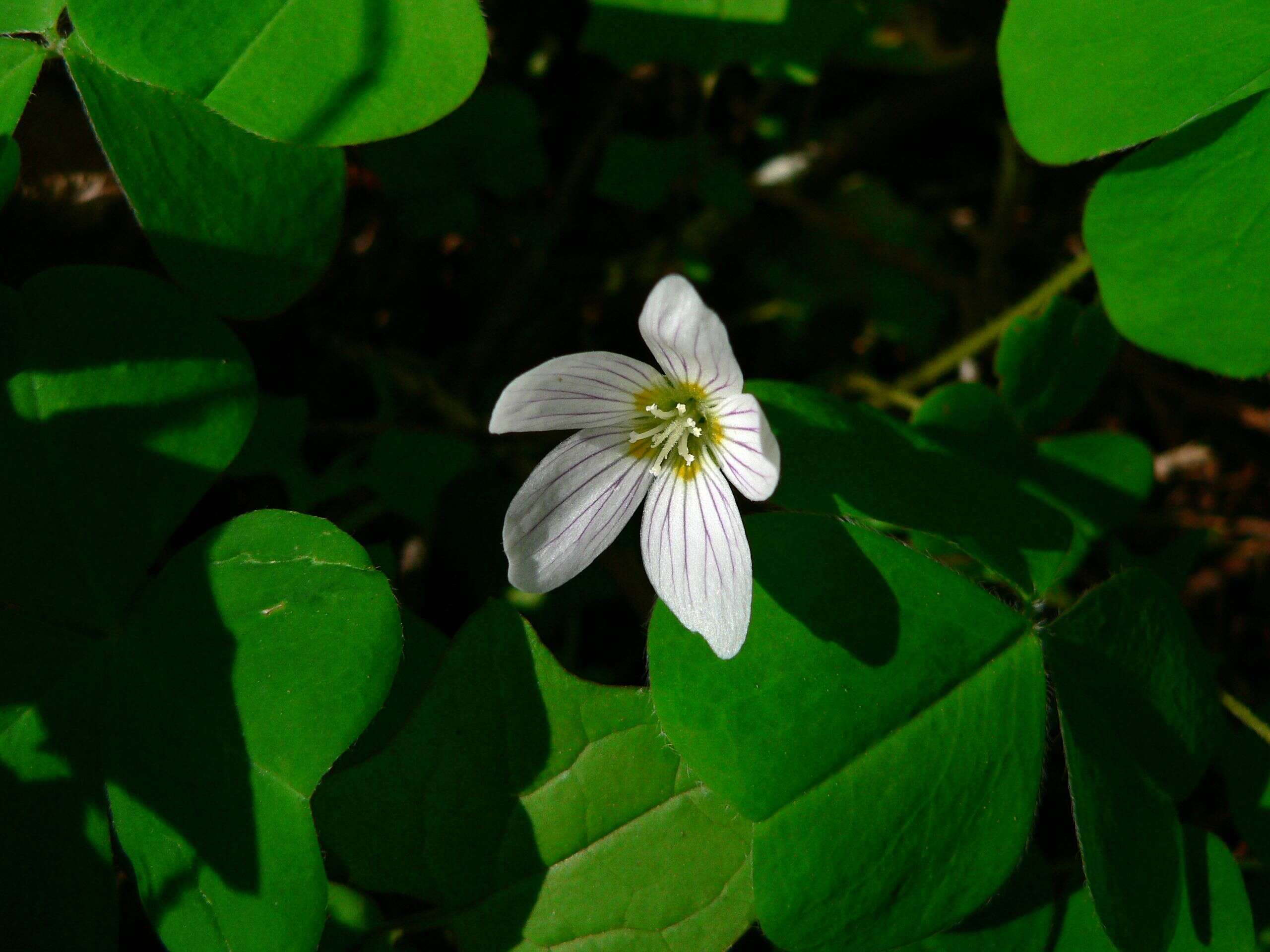 Image of redwood-sorrel