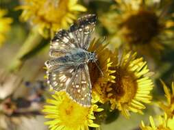 Image of oberthürs grizzled skipper