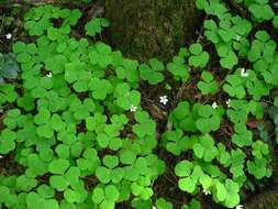 Image of redwood-sorrel