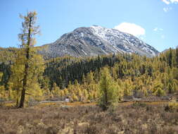 Image of Chinese Larch