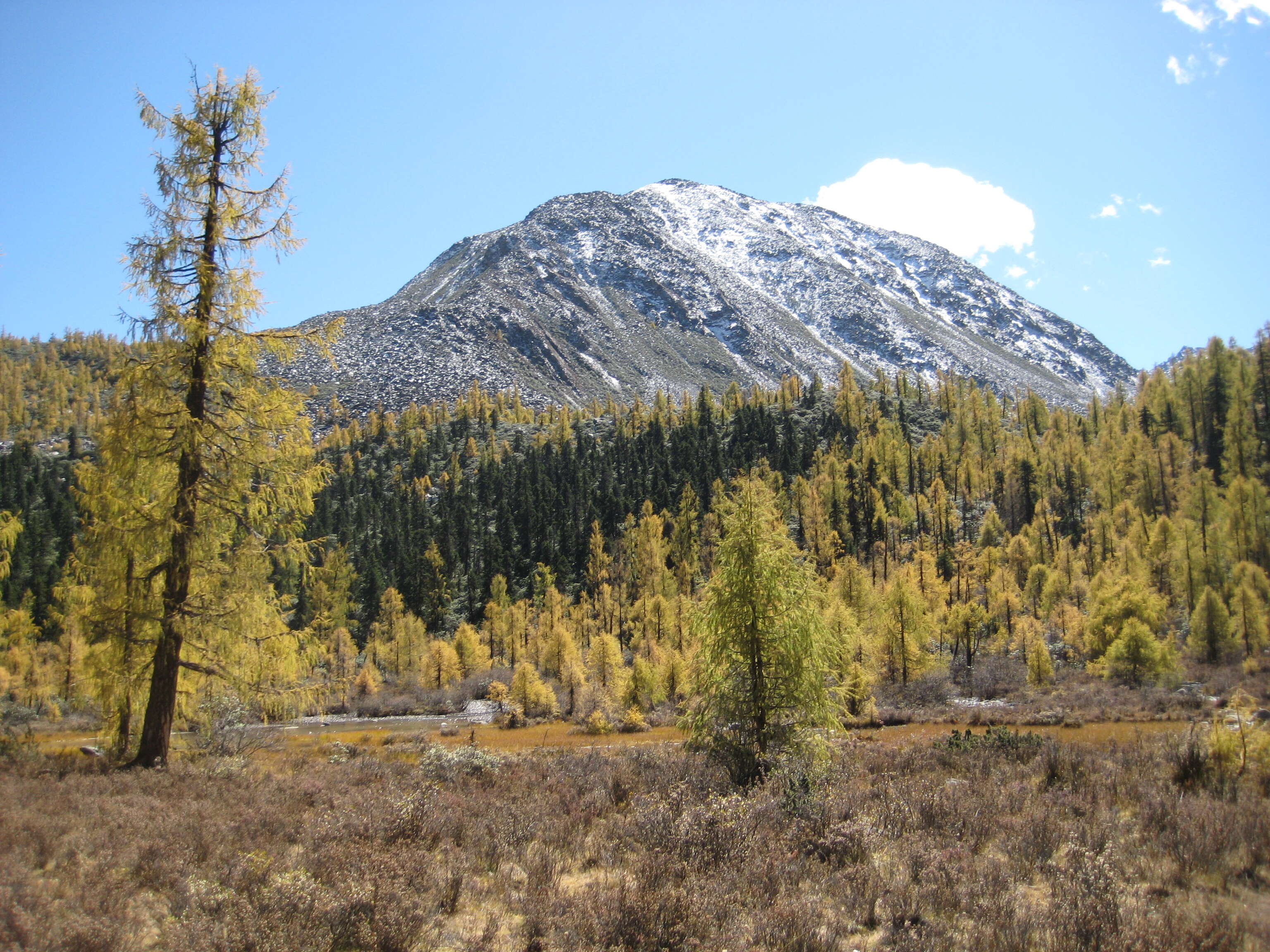 Image of Chinese Larch