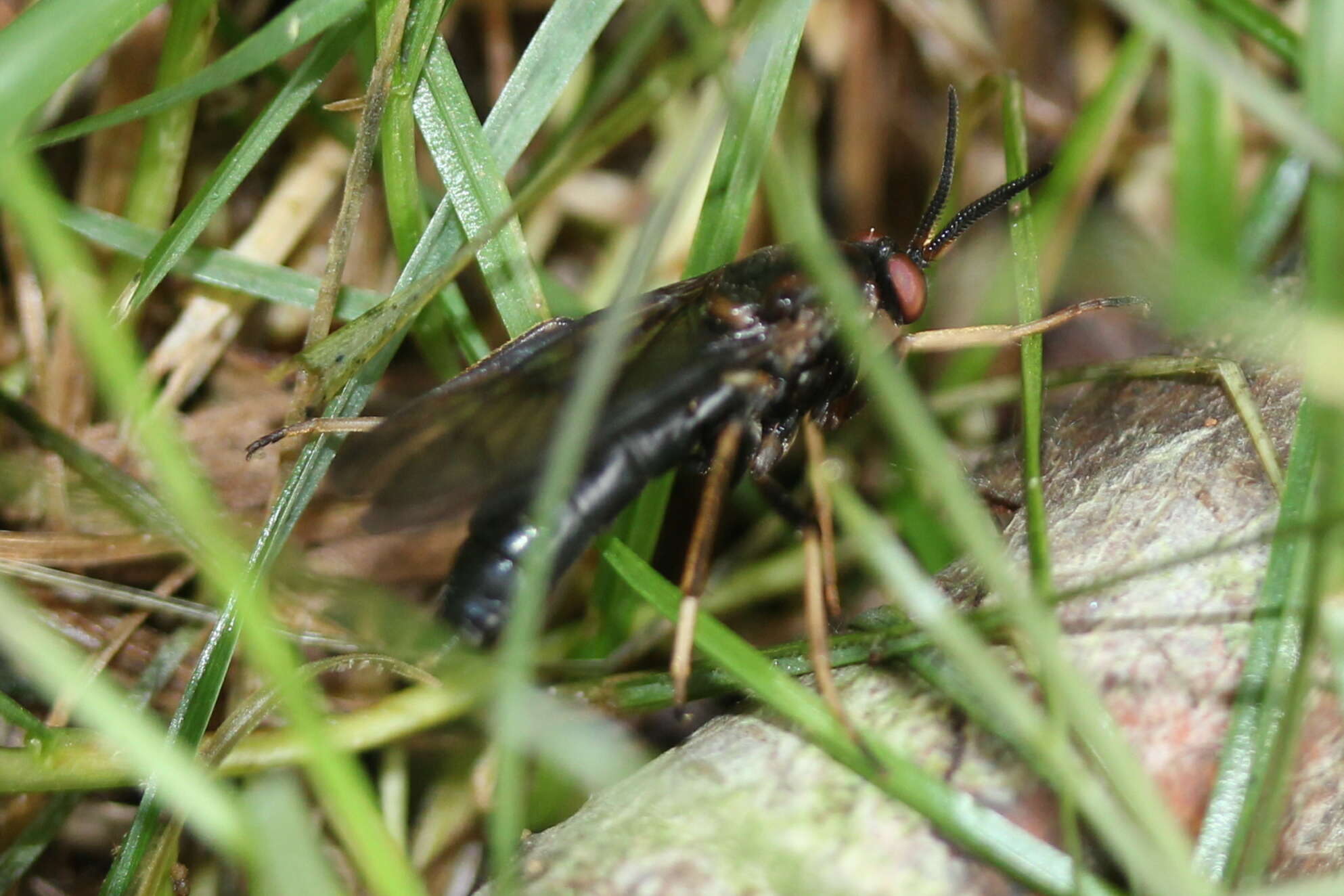 Image of Rachicerus obscuripennis (Loew 1863)