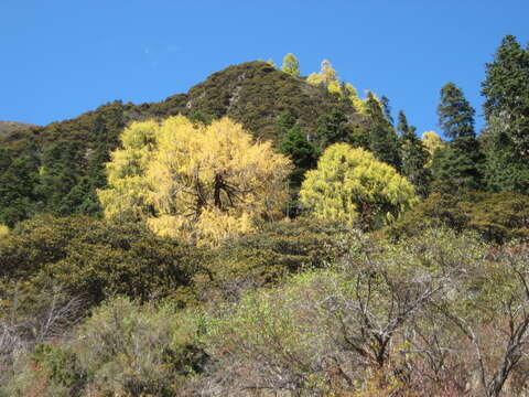 Image of Chinese Larch