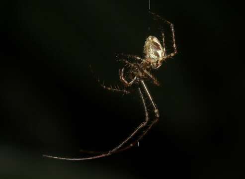 Image de Tetragnatha pilosa Gillespie 1992