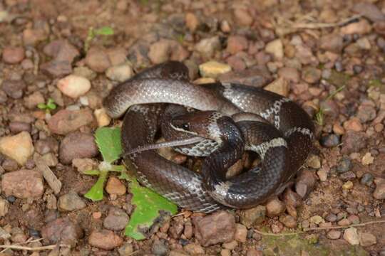 Image of Common Wolf Snake