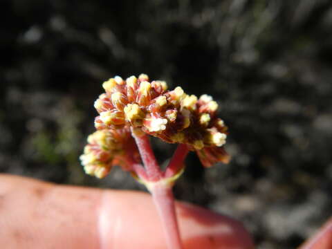 Image of Redleaf crassula