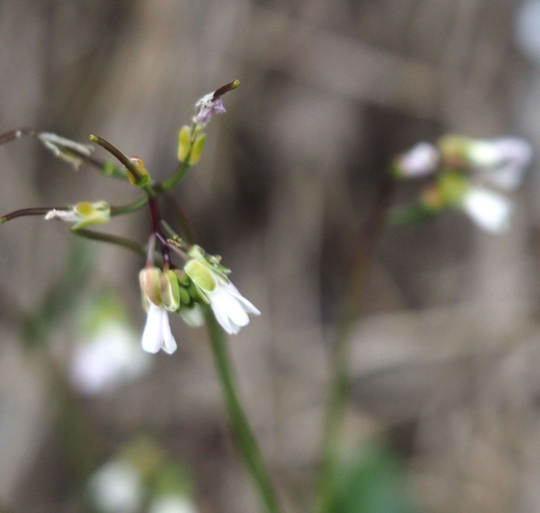 صورة Arabis scabra All.