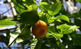 Image of Citrus reticulata