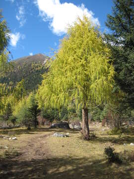 Image of Chinese Larch