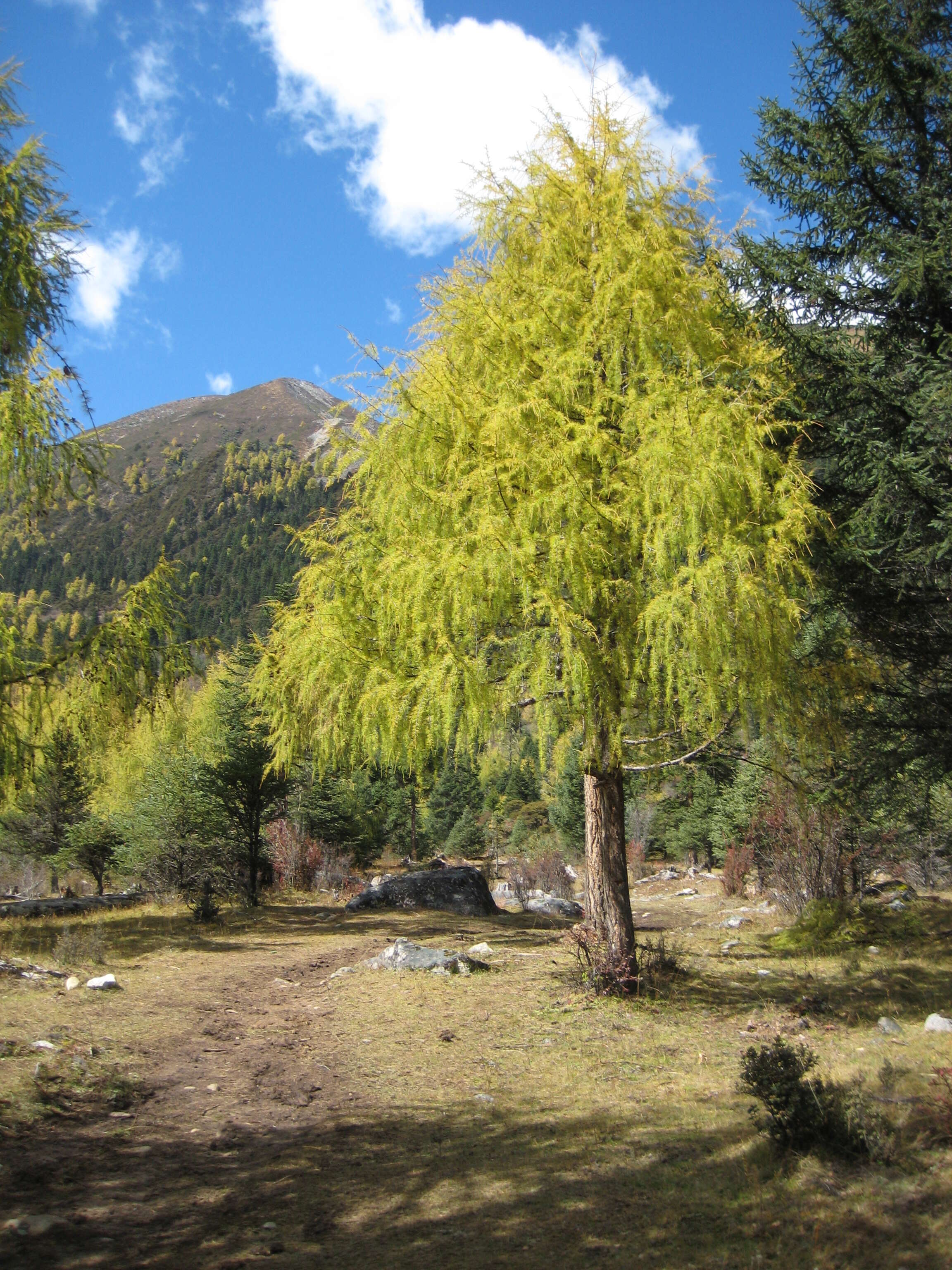 Image of Chinese Larch