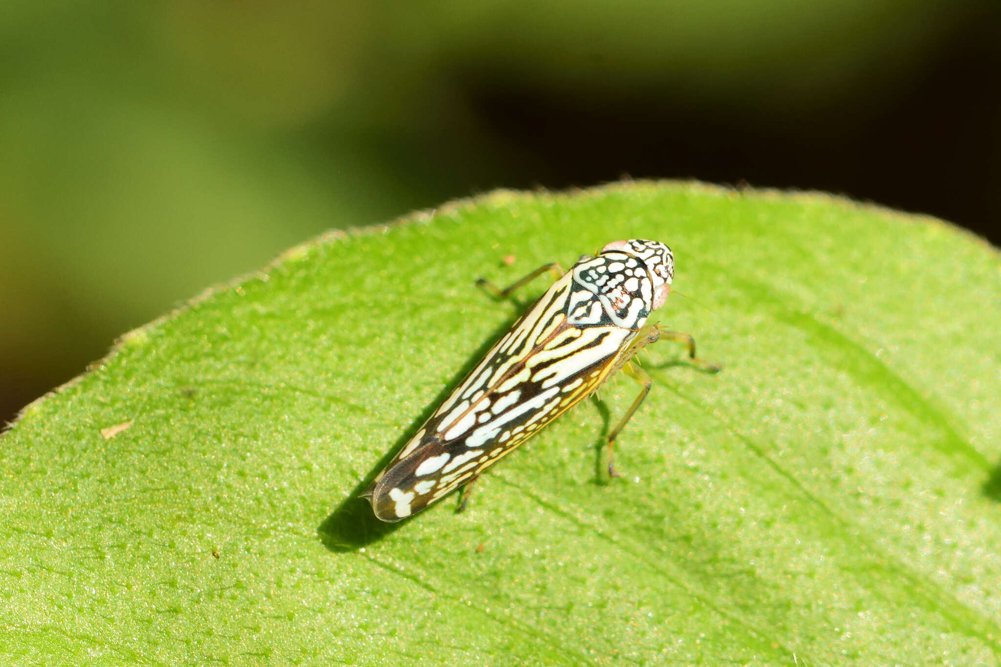 Graphocephala edwardsii (Signoret 1855)的圖片