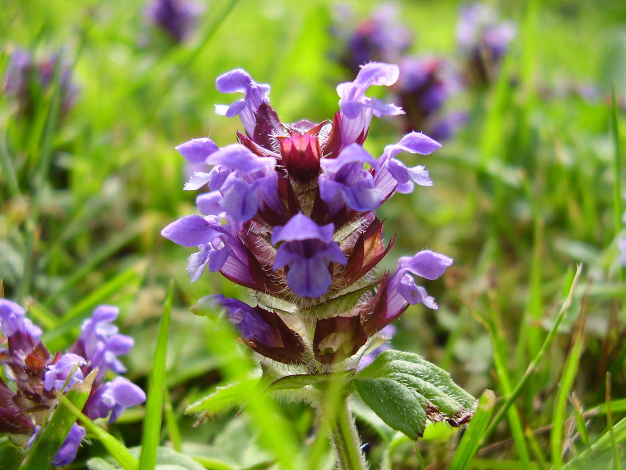 Image of common selfheal