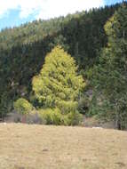 Image of Chinese Larch