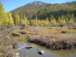 Image of Chinese Larch