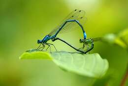 Image of Azure Bluet