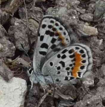 Euphilotes battoides allyni (Shields 1975)的圖片