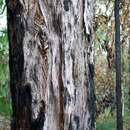 Image of Eucalyptus oblonga A. Cunn. ex DC.