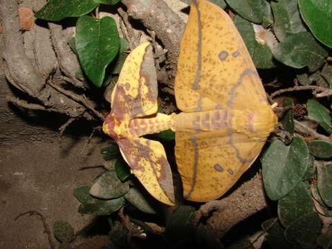 Image of Eacles imperialis opaca (Burmeister 1878)