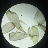 Image of callicladium moss