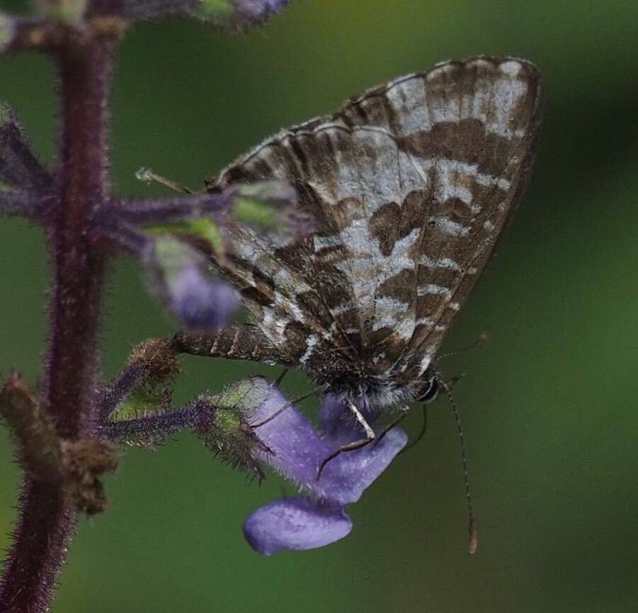 Cacyreus darius (Mabille 1877) resmi