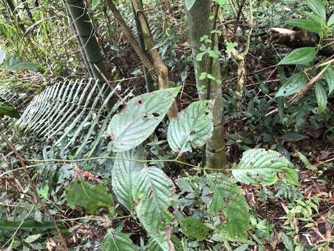 Imagem de Perrottetia arisanensis Hayata