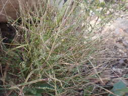 Image of fragilegrass