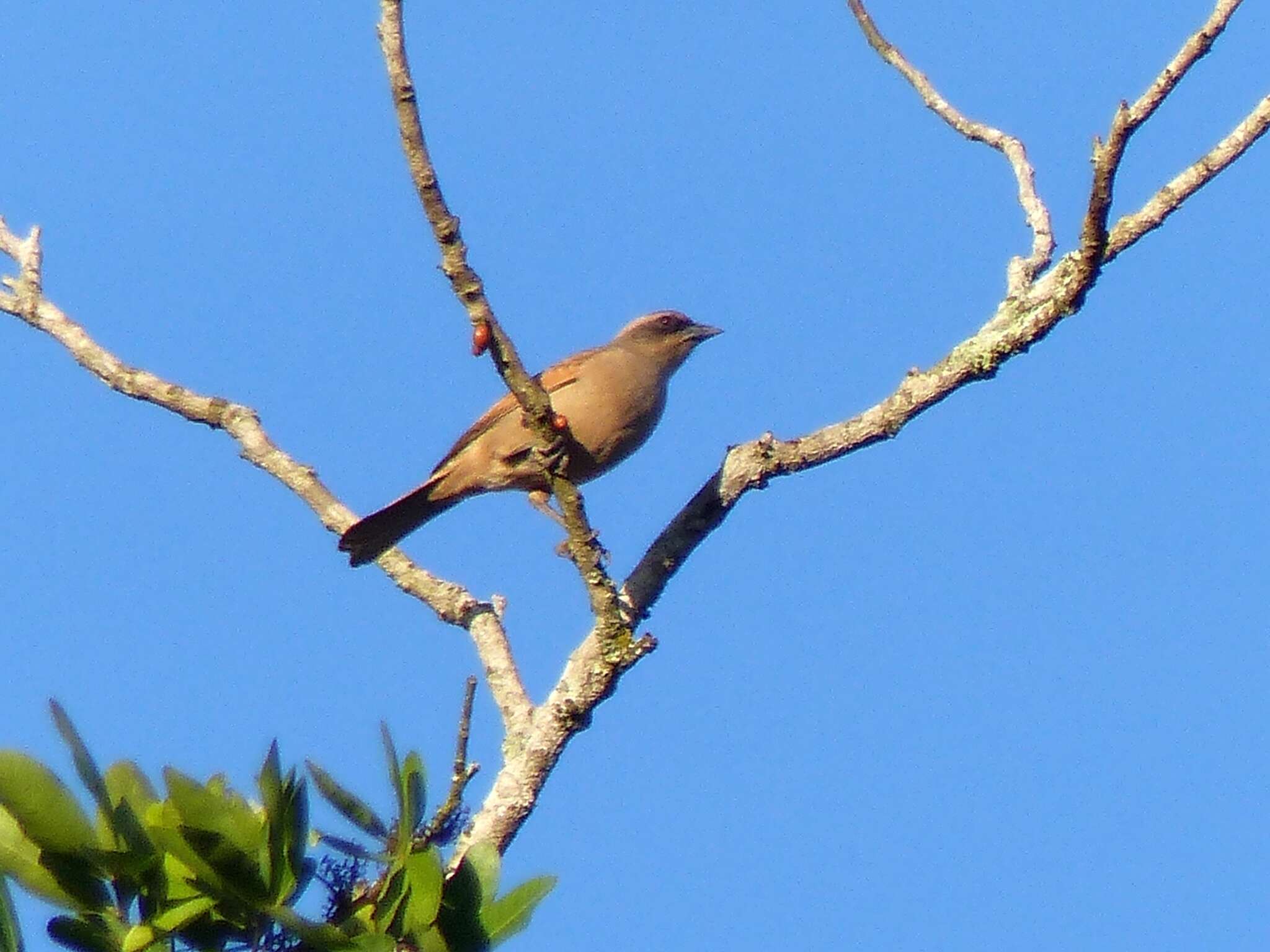 Image of Pale Baywing