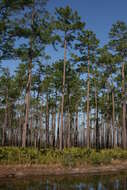 Image of Slash Pine