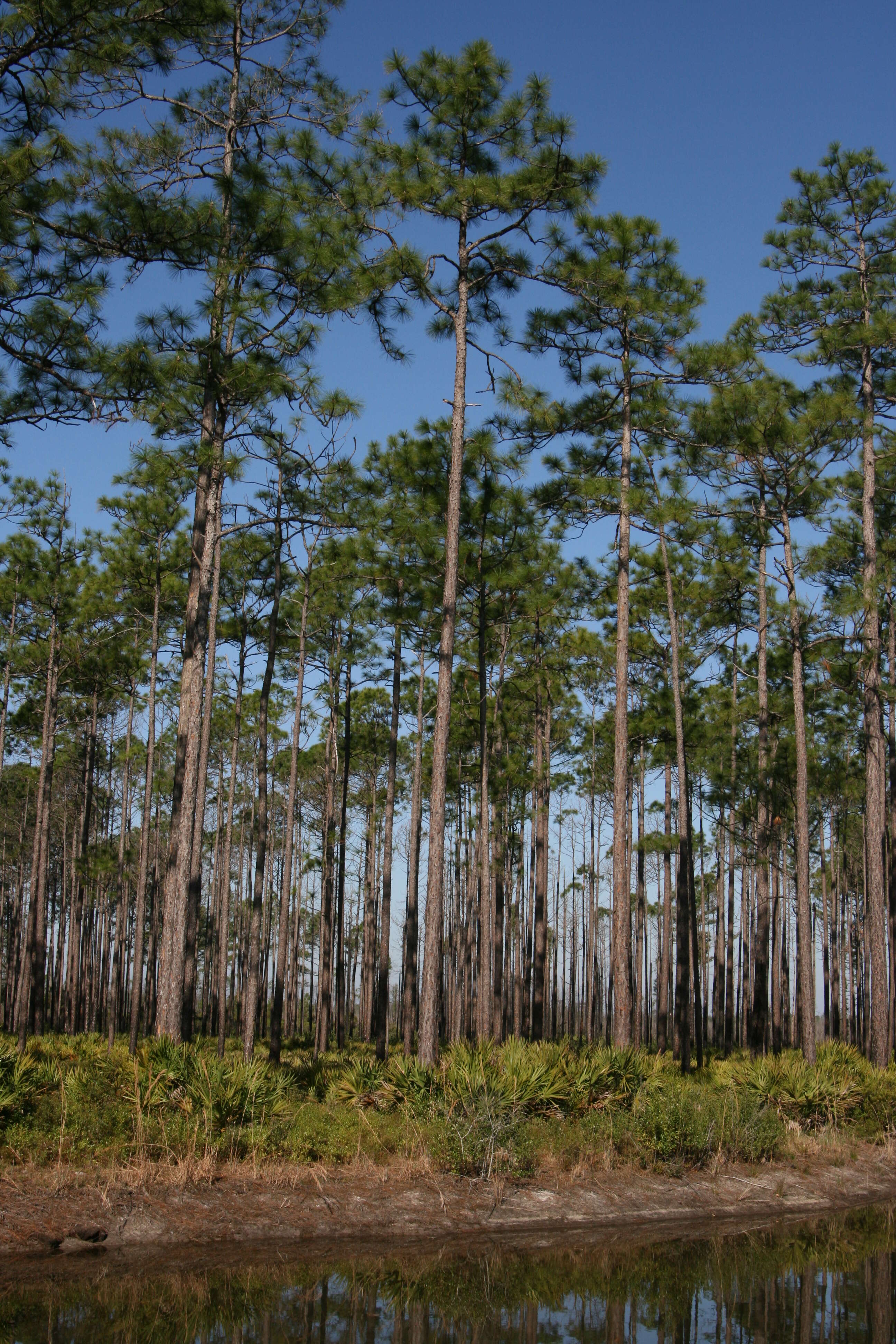 Image of Slash Pine