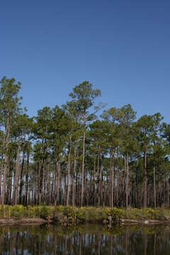 Image of Slash Pine