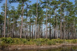 Image of Slash Pine