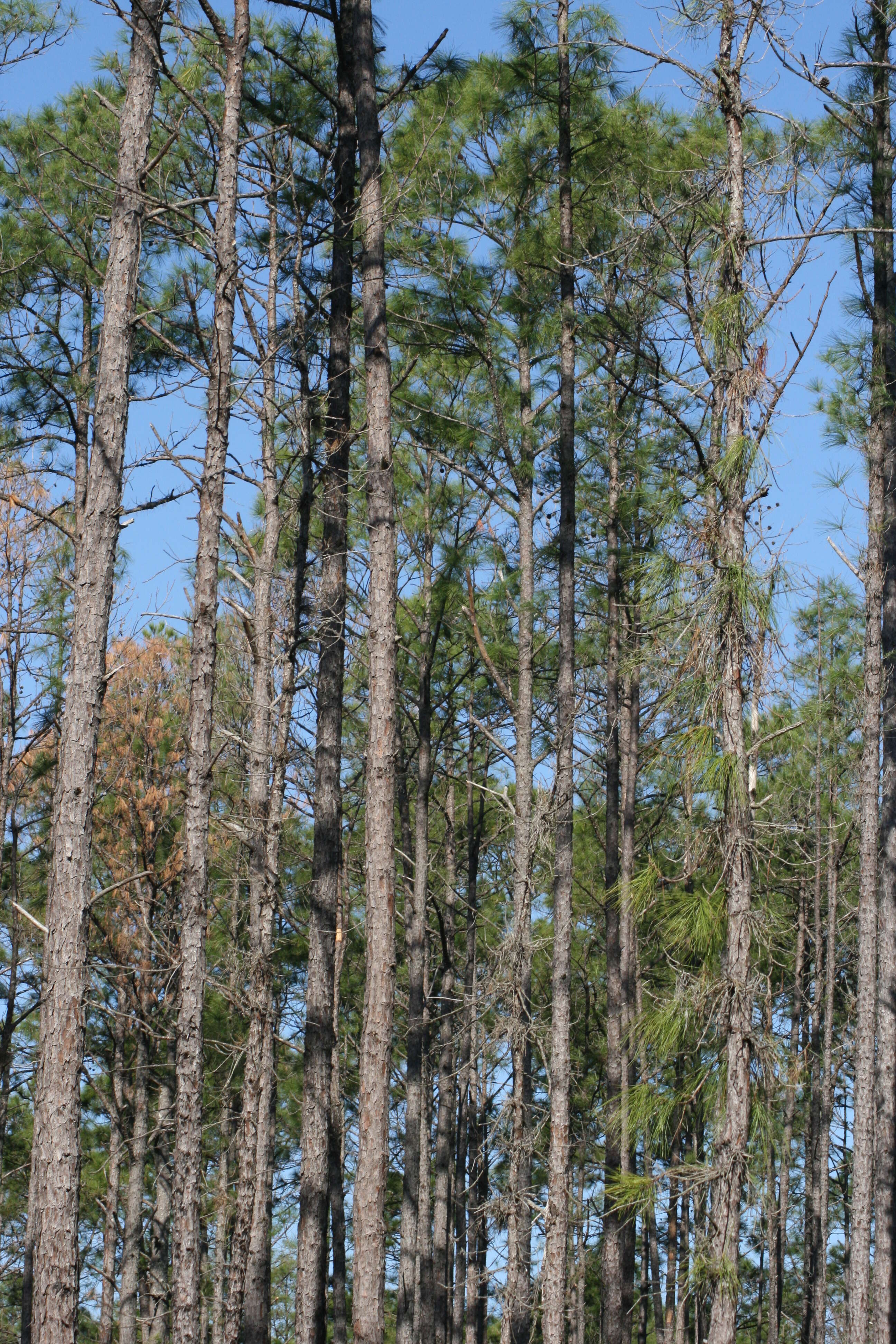 Image of Slash Pine