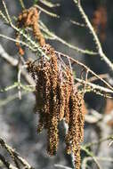 Image of Pond-Cypress