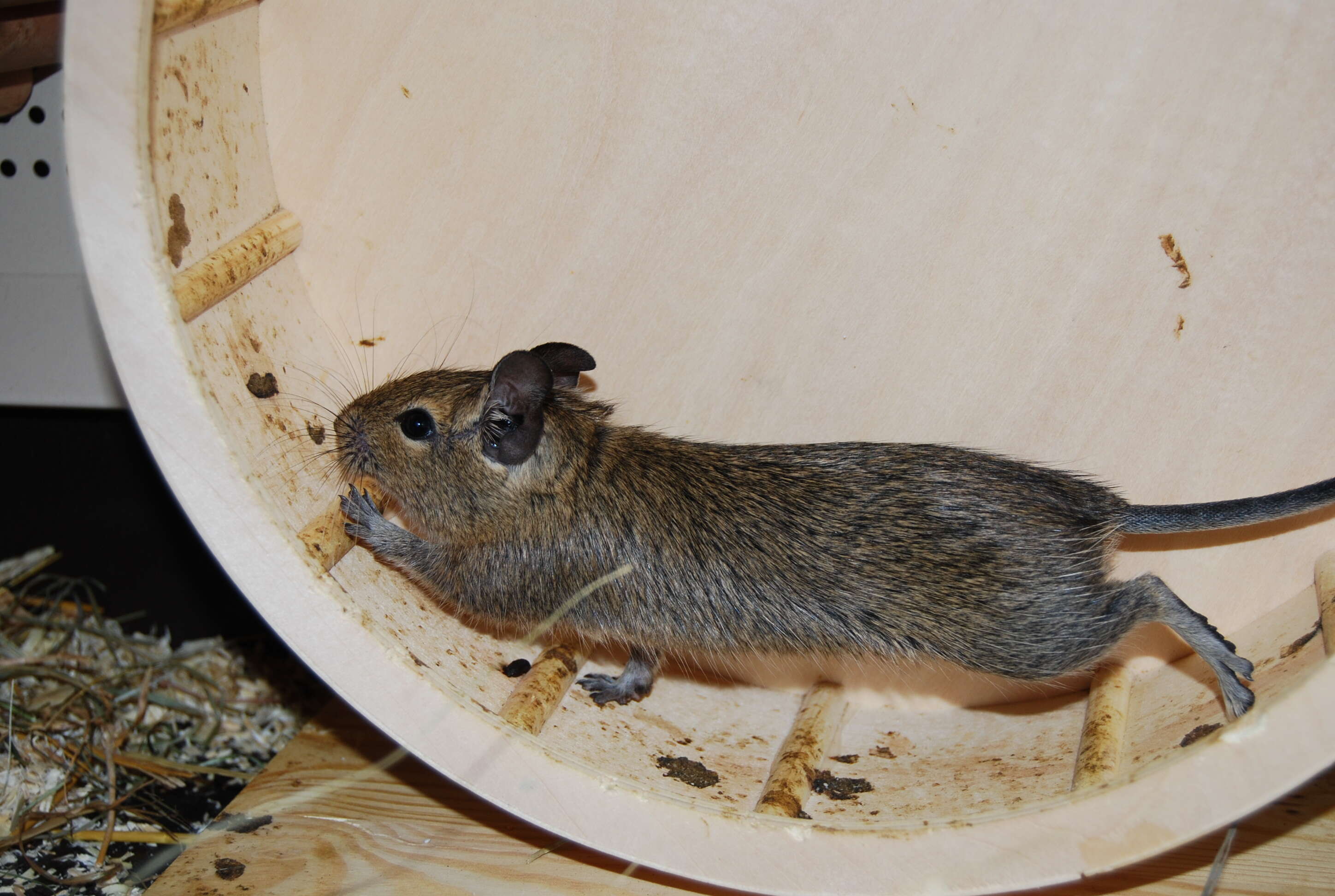 Image of degu