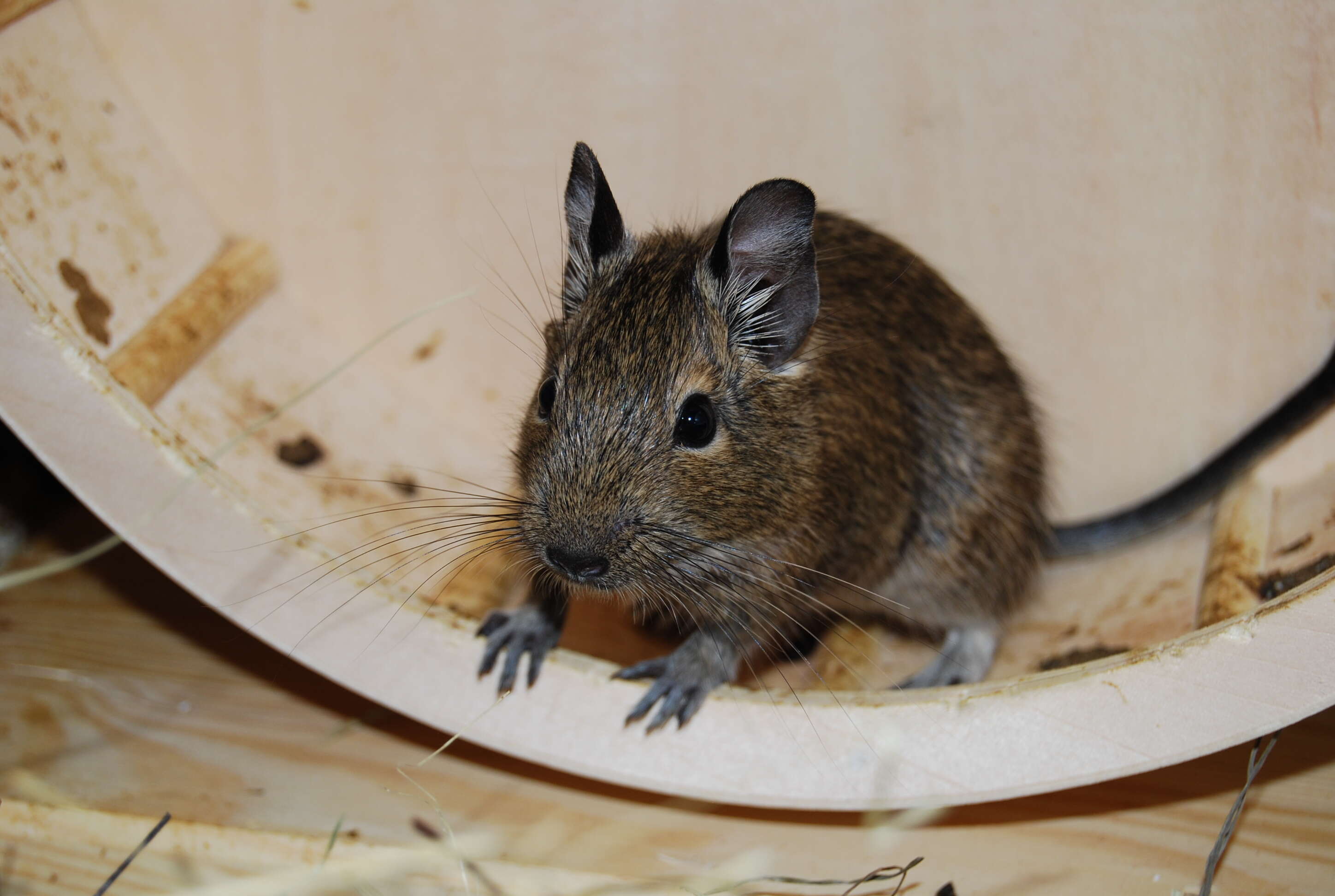 Image of degu