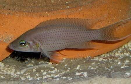 Image of Neolamprologus olivaceous (Brichard 1989)