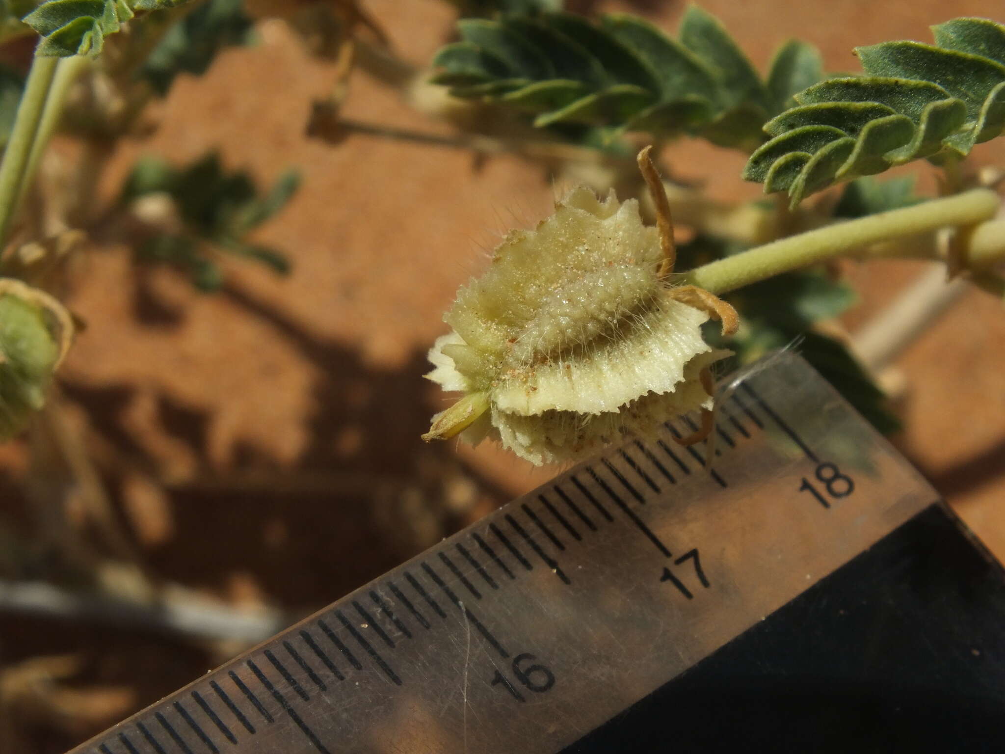 Plancia ëd Tribulus omanense H. Hosni