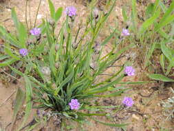 Image of Aristea africana (L.) Hoffmanns.