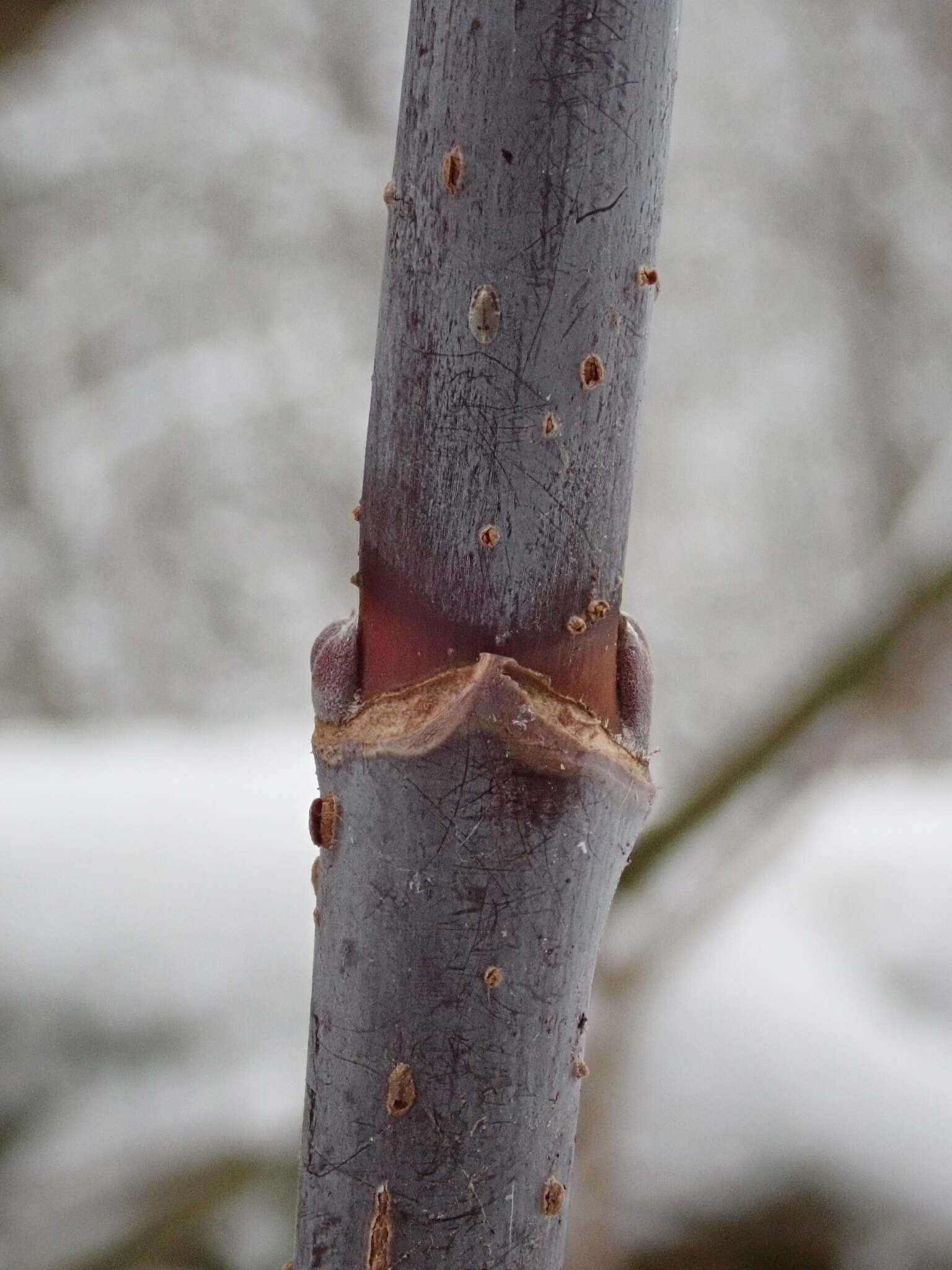 Image of boxelder